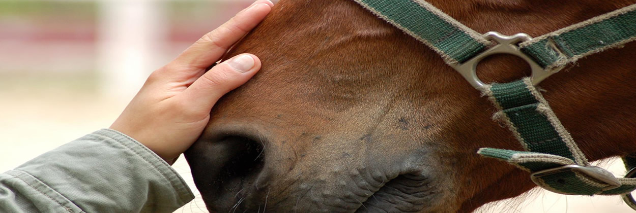 Learn the Benefits of Equine Assisted Therapy for Depression