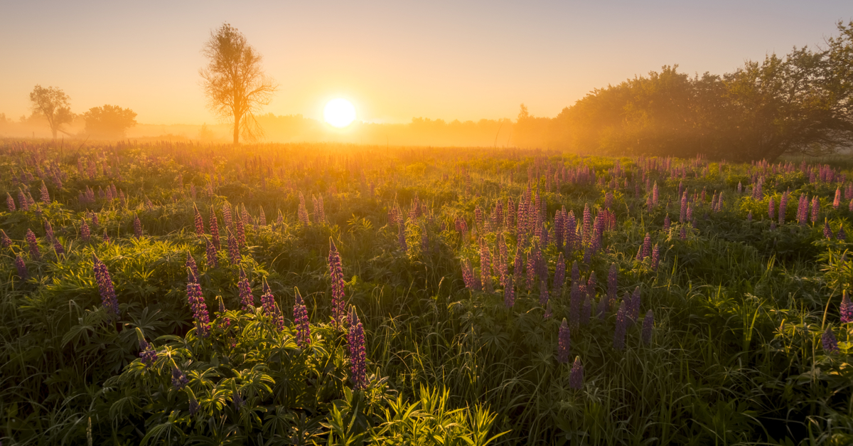 Peaceful scene