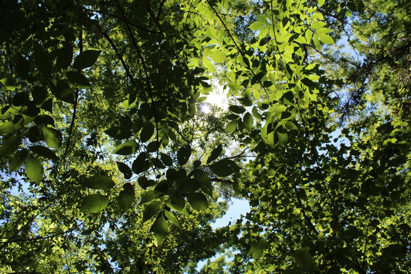 sunlight through trees